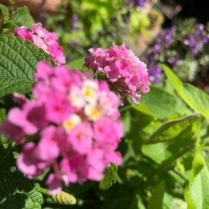 Meet your Posher, Carol